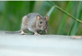 Rat brun ou Surmulot ou Rattus Norvegicus