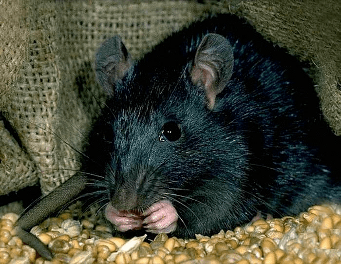 Rat Noir ou Rat des greniersou Rattus Rattus
