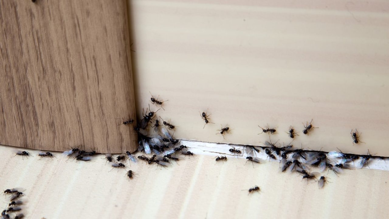 Lutter contre les fourmis et leurs nuisances